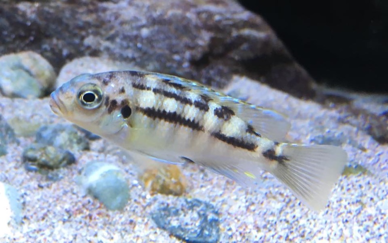 Petrotilapia genalutea 'Luwala Reef'